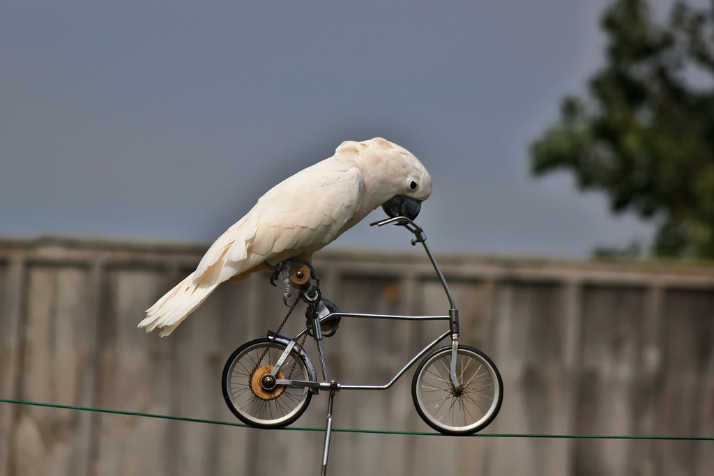 bird, bike, ride, rope, cans2s.