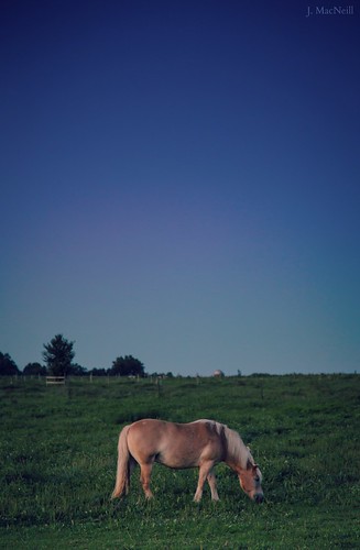 blue summer horses horse grass night evening pennsylvania bluesky pa bluehour grazing equine draft graze palomino haflinger amishfarm jennifermacneilltraylor jmacneilltraylor jennifermacneill jennifermacneillphotography