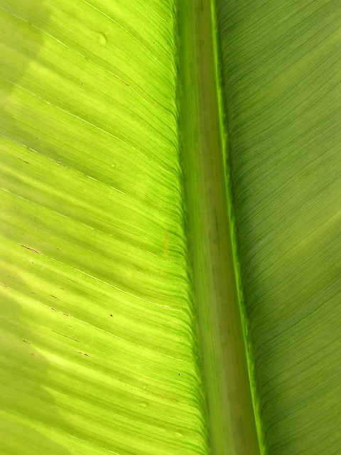 Leaf symptoms of banana bunchy top disease