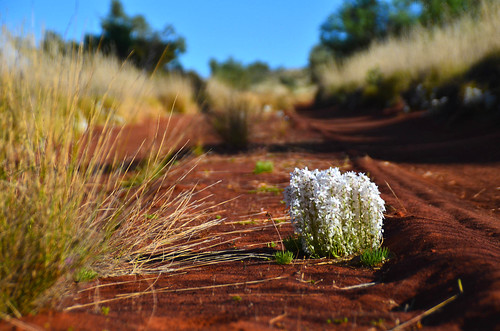 nature landscape australia outback westernaustralia csr australianoutback outbackaustralia 17south canningstockroute gibsondesert littlesandydesert pathslesstravelled
