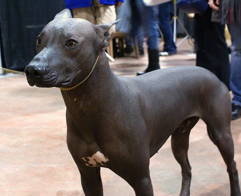 Mexican hairless dog rarest breed