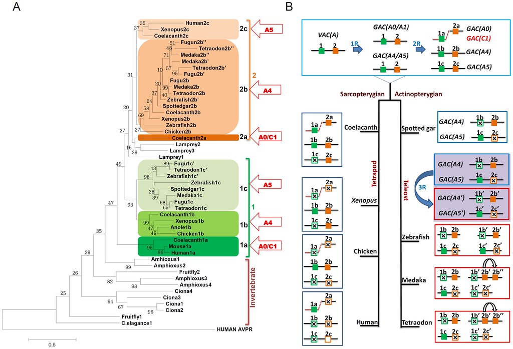 Figure 1 | Phylogenetic tree construction for GnRHR-like rec… | Flickr