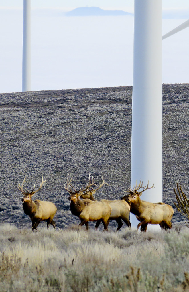 Elk at the Wild Horse Wind and Solar facility