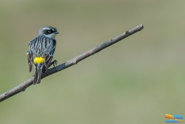 Yellow-rumped warbler - Paruline à croupion jaune - Setophaga coronata