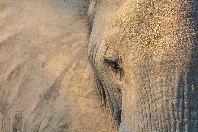 Male elephant portrait