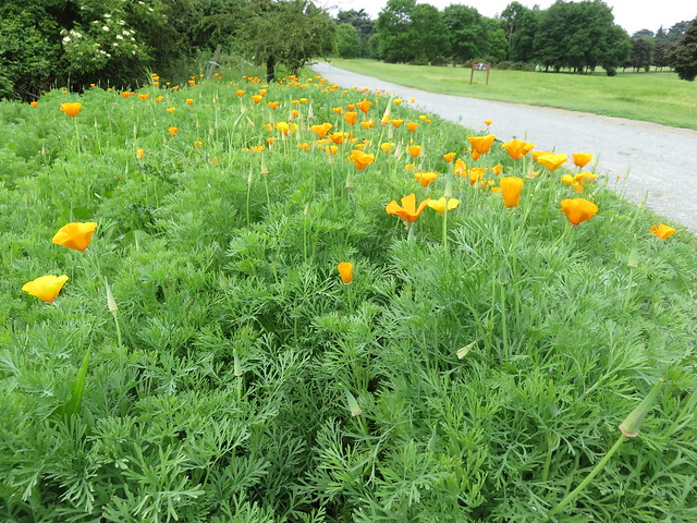 UK - Berkshire - Cookham - Himalayan poppies at Winter Hill Golf Course