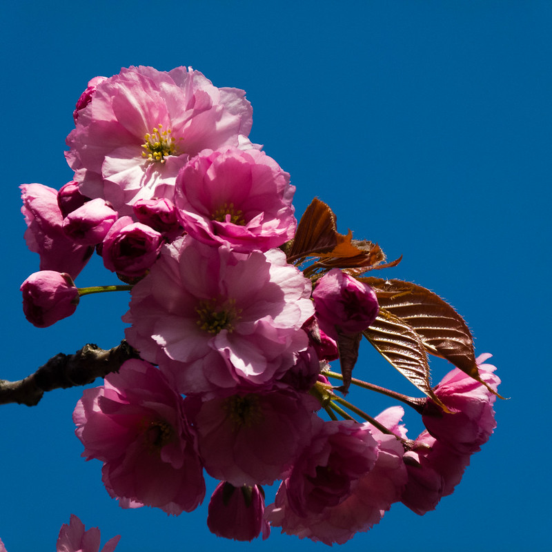 Cherry blossom, East Park