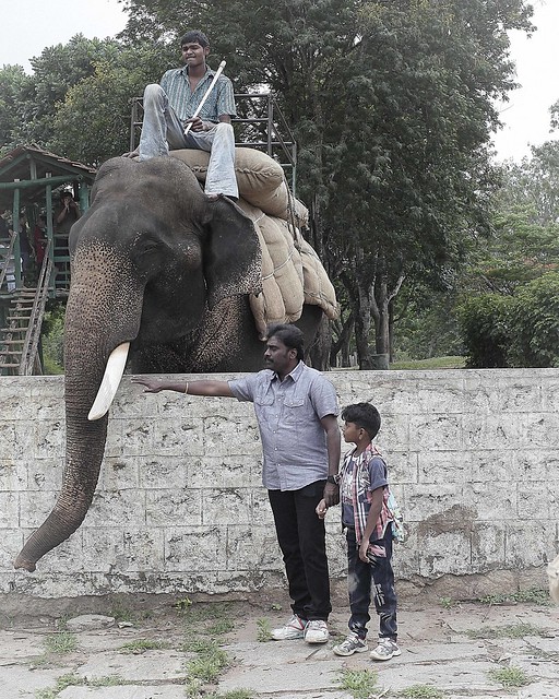 Posing with Elephants
