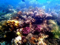 Coral reefs in Mbonege beach, Honiara, Solomon Islands. Photo by Sharon Suri, 2013.