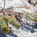 Flickr photo 'Euphorbia myrsinites BS220313-035' by: Sarah Gregg Lynkos.