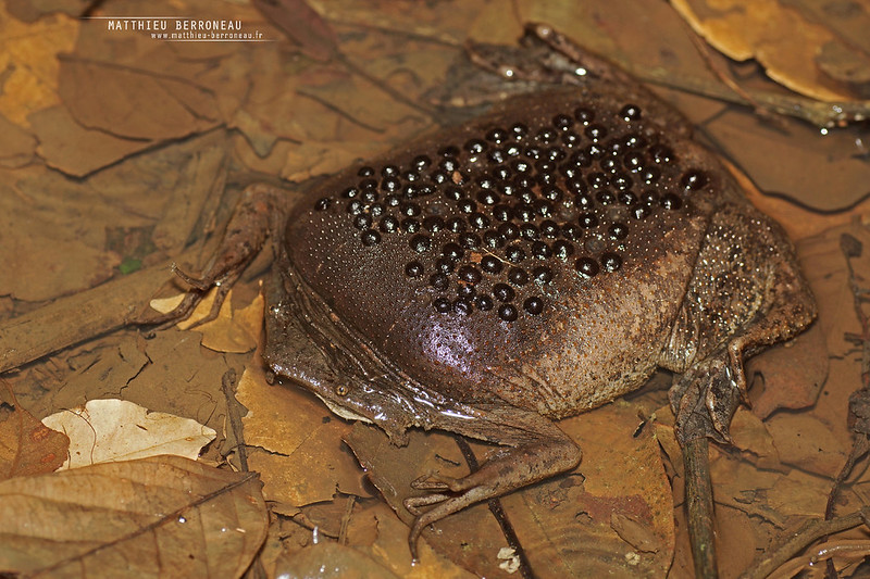 Pipa pipa, Guyane