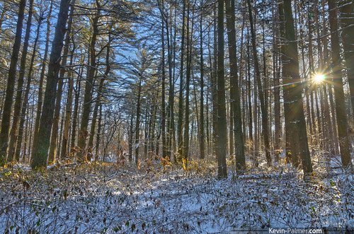 morning trees winter sun white snow early illinois snowy fresh february snowfall pinetrees hdr manito sunstar kevinpalmer tamron1750mmf28 sandridgestateforest pentaxk5