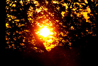 Sunset from my Bedroom through the trees