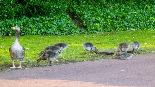 Goose and hungry goslings