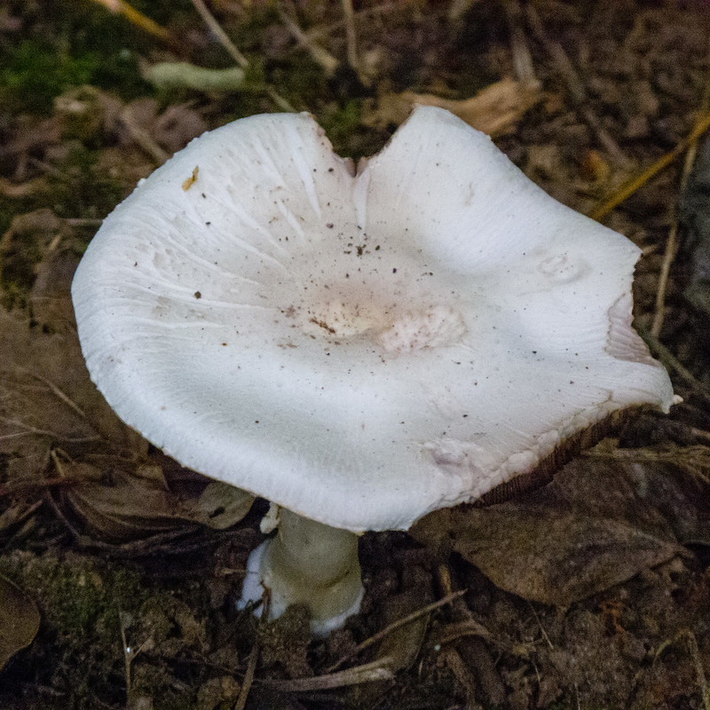 Wood mushroom
