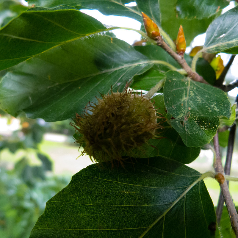 Beech mast