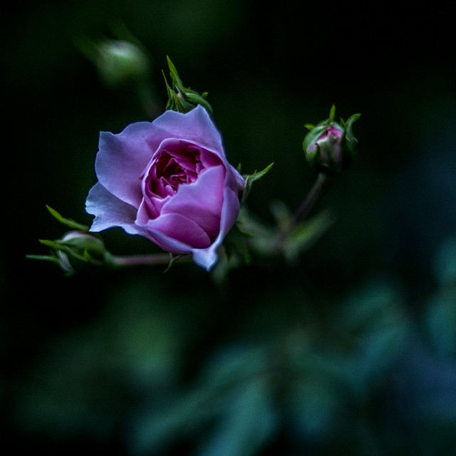 Rosen nach Sonnenuntergang (3/3) • Roses after sunset (3/3)