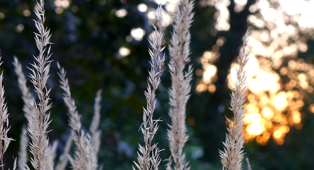 Feather reed at sunset
