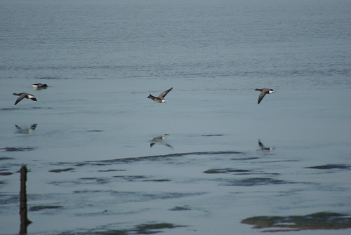 Birdwatching at Seasalter, 2015-10-25 | by kit.jolly