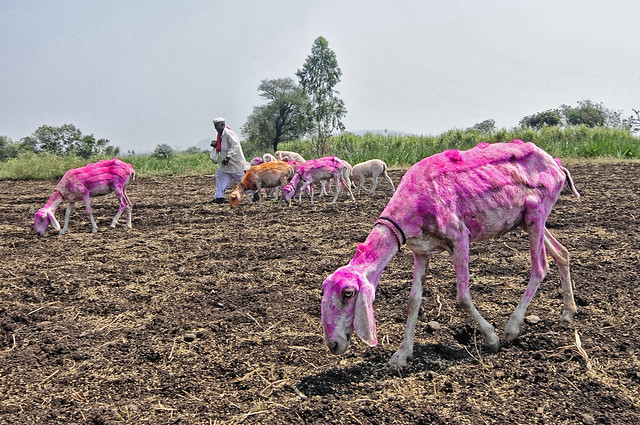 The Colorful Pink Sheep from Maharshtra in India