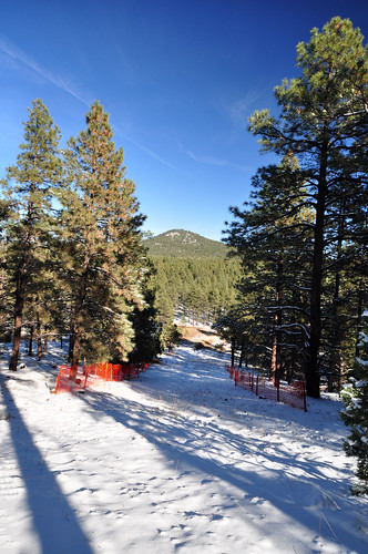 trees winter arizona usa snow forest landscape williams kaibabnationalforest williamsrangerdistrict oakhillsnowplayarea