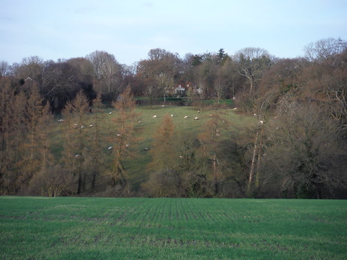 Sheep in Field, Herberts Hole SWC Walk 140a Wendover to Great Missenden