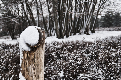 sony explore sonyslta58 deutschland photography inspired inspiring exploring germany camera flickr traveling white pointofview selectivefocus winter fragility day nature botany snow idyllic tranquility frost travelling outdoors
