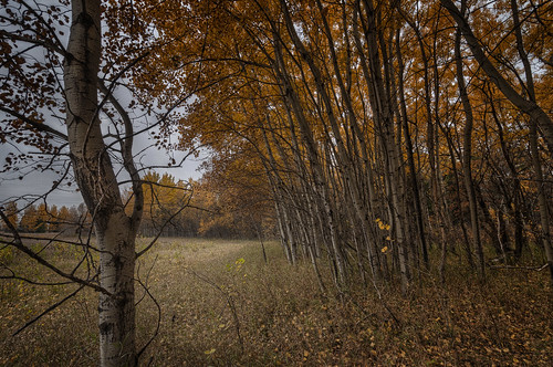 autumn fall leaves manitoba springfield hdr birdshillpark nikkor1024mm morrismulvey