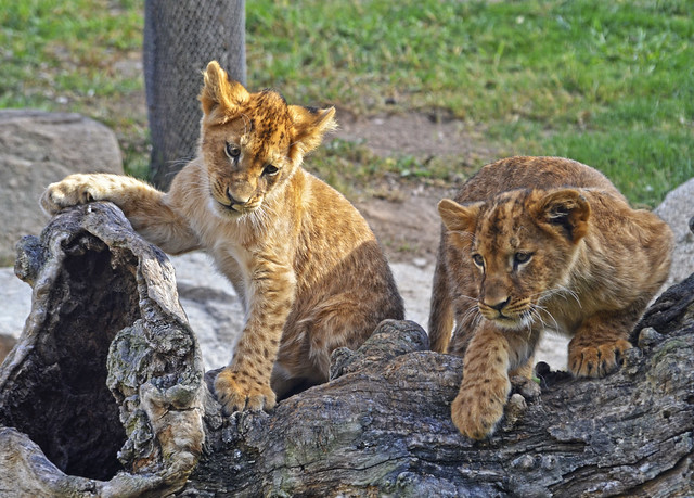Los cachorros de león Kenzo y Naadhira  (Otoño 2013 en Bioparc Valencia)