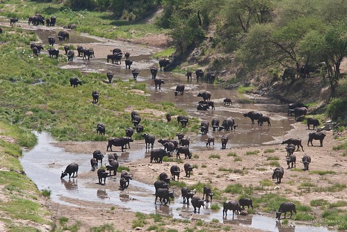 africa travel wild 20d canon landscape tanzania place wildlife sigma safari tarangire 2014 viewfromahighplace 2014letter