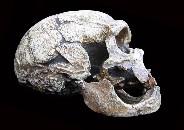 Homo neanderthalensis (La Chapelle-aux-Saints, France)