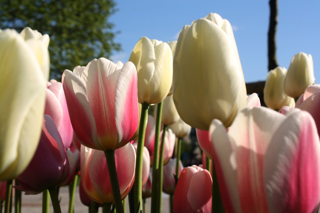 Tulips, tulips, tulips