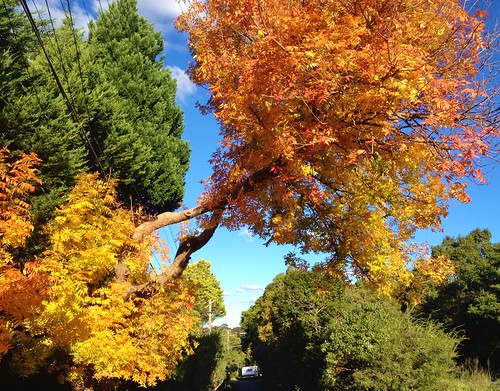 Autumn Colours | Beautiful Autumn colours on Sydney's North … | Steve
