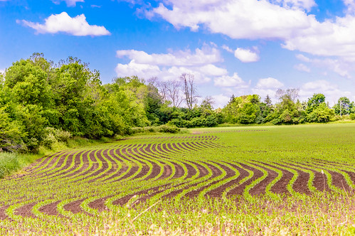 Farmland Halls Road | by vernonbone