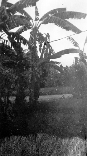 Banana Tree, 1946