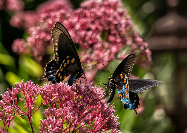The Encounter, Pipevine Swallowtail Butterflies