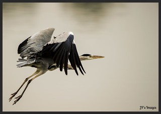 Heron Flight | by Natureshots.JP
