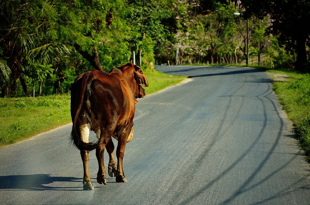 I own the road, Honduras
