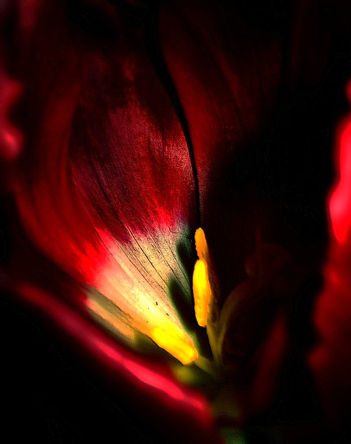 tulipheart [Explored]