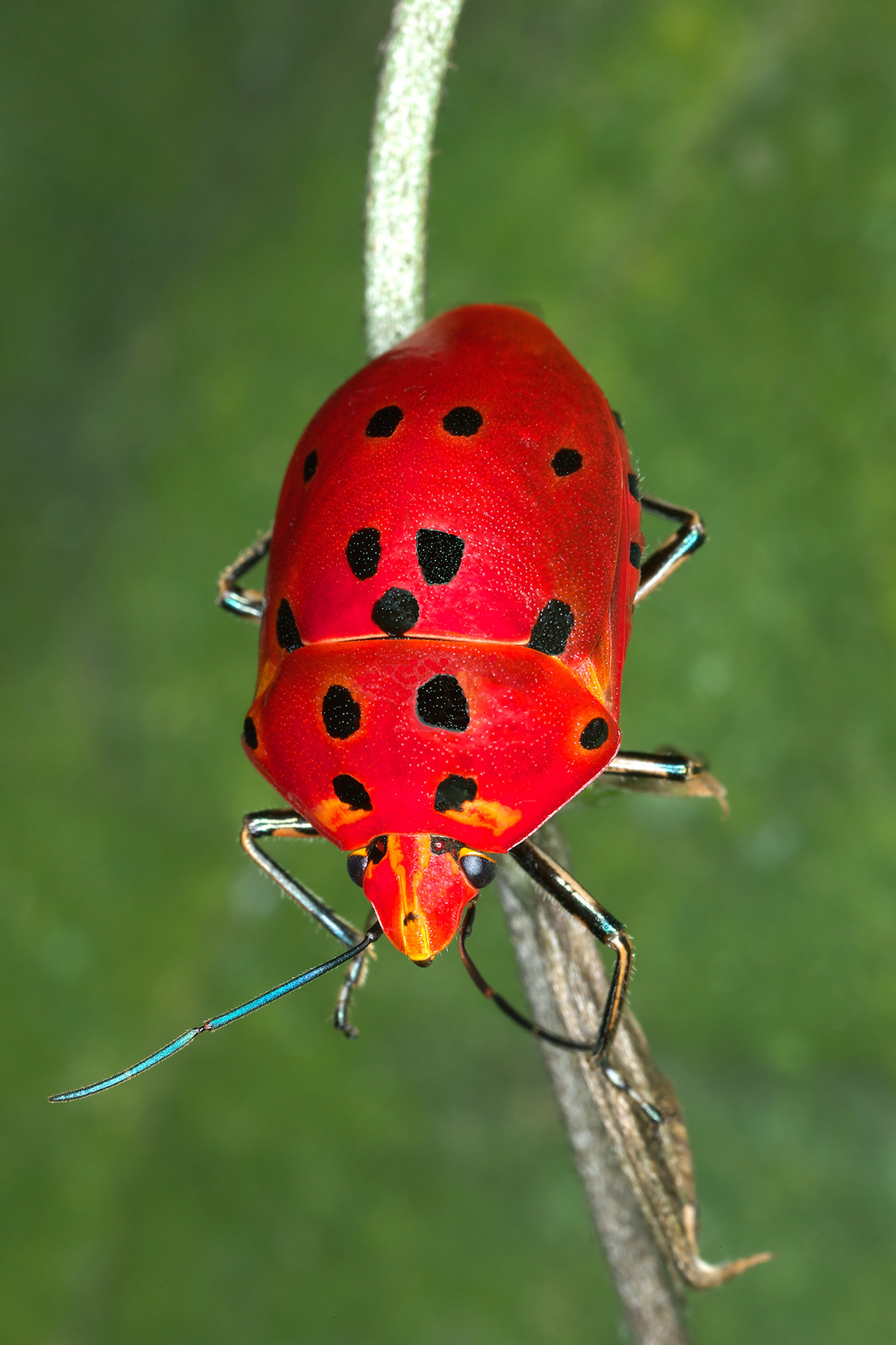Red | Flickr