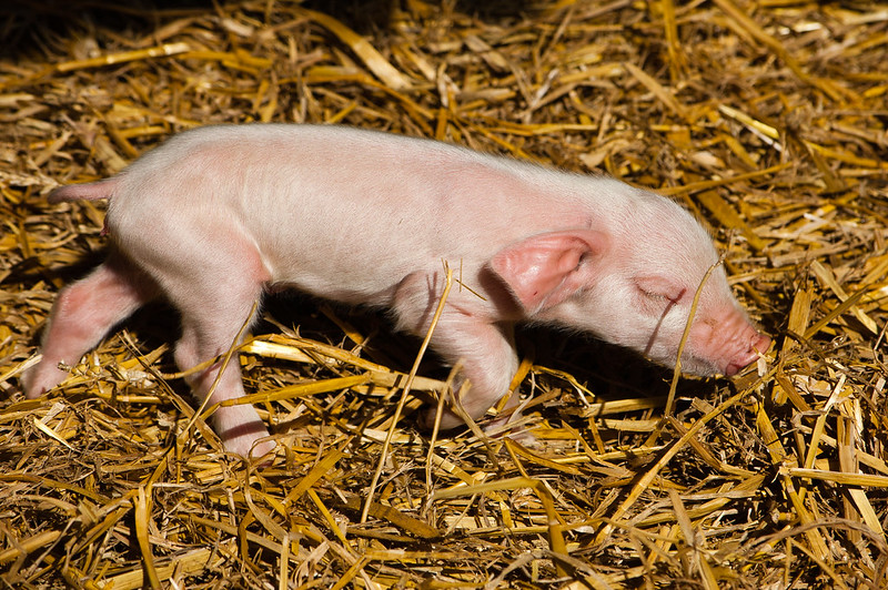 Tiny piglets, Northycote