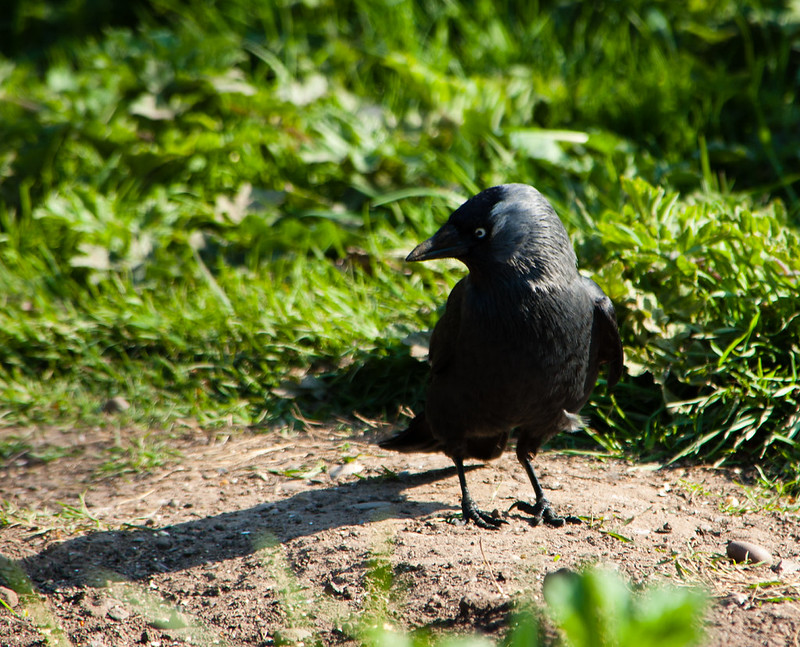 Scrounging jackdaw