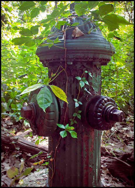 Forest Hydrant
