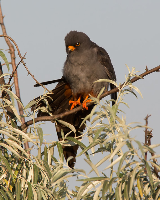 Red-footed Falcon [male]