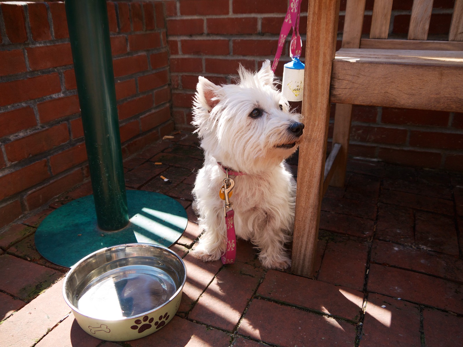 Coffee Shop Westie