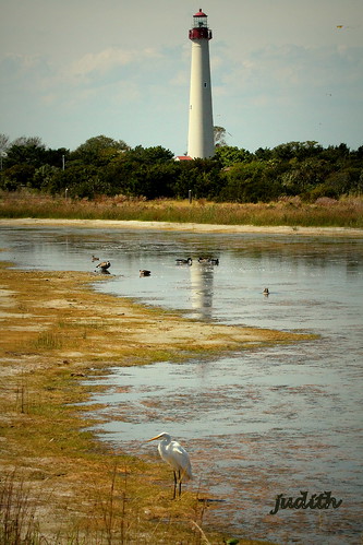 lighthouse nature newjersey wildlife capemaylighthouse greatwhiteheron capemaystatepark