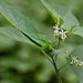 Flickr photo 'Solanum americanum' by: Mauricio Mercadante.