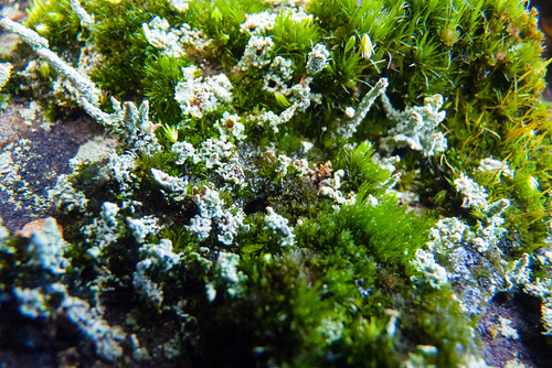 Lichen growing on moss