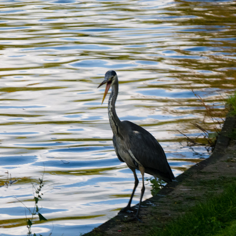Heron by river Avon