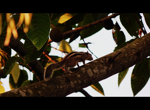 india black landscape nikon squirrel colorful wildlife small safari explore jungle coolpix colourful westbengal whilte l820